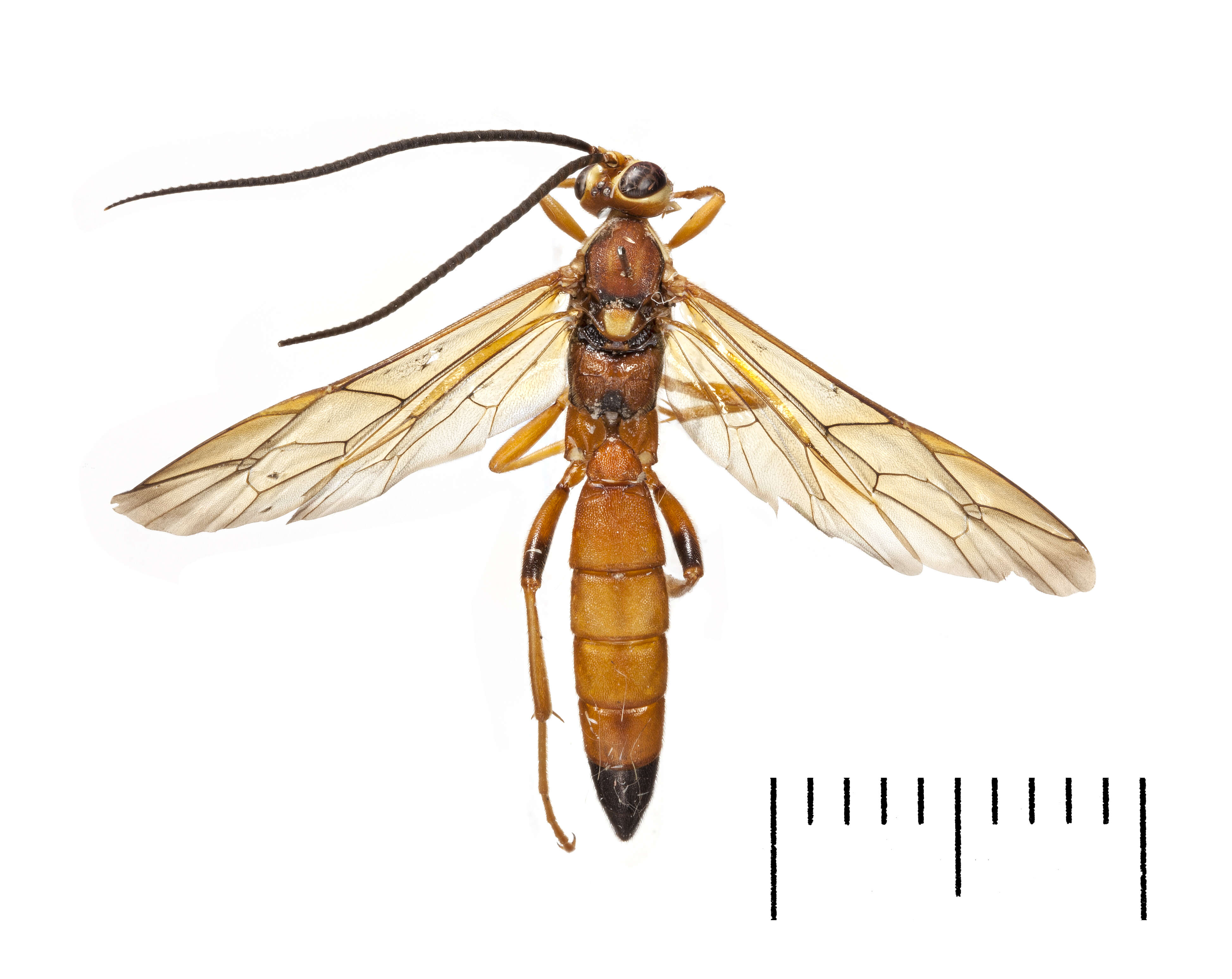 Image of Lymantrichneumon