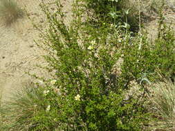 Image of bitterbrush