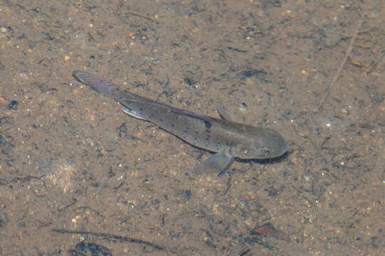 Image of Stigmatogobius