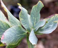 Image of Protea grandiceps Tratt.