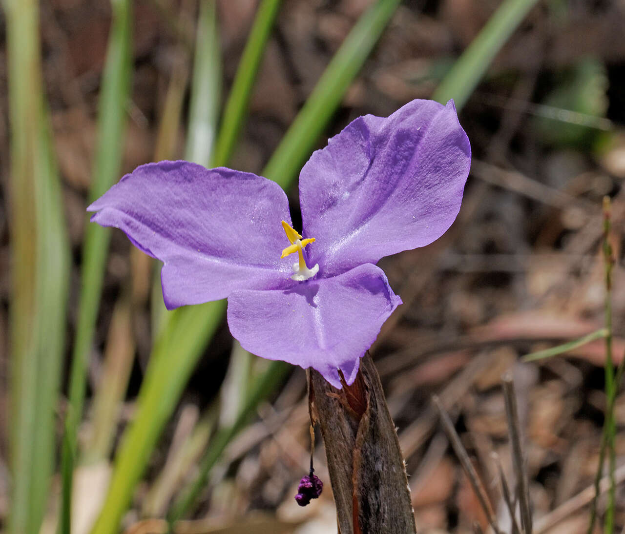 Image of Patersonia