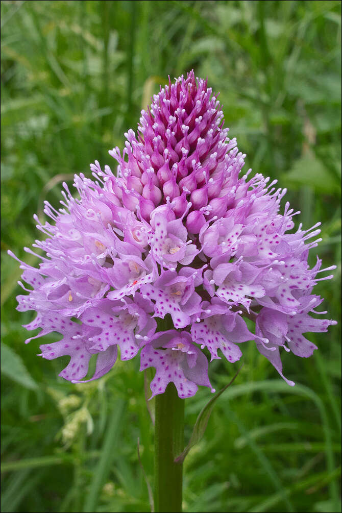 Image of globe orchid