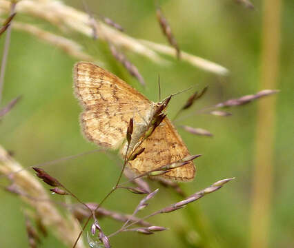 صورة Idaea serpentata Hüfnagel 1767