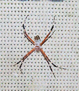 Image of Argiope