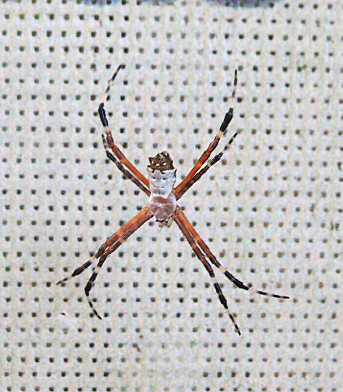 Image of Argiope