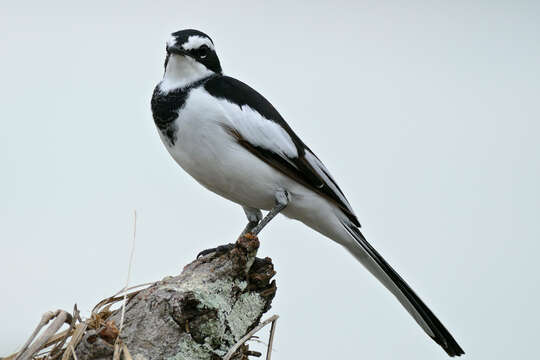 Image of African Pied Wagtail