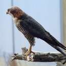 Image of Red-headed Falcon