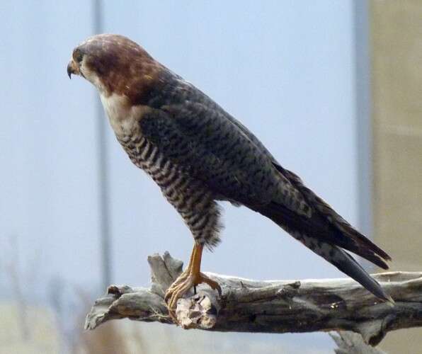 Image of Red-headed Falcon