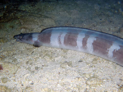 Image of Ash-colored conger eel