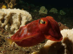 Image of Reaper cuttlefish