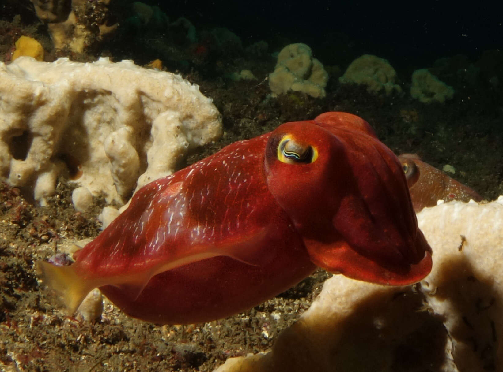 Image of cuttlefish