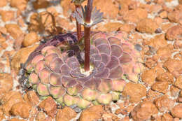 Image of Stylidium hymenocraspedum Wege