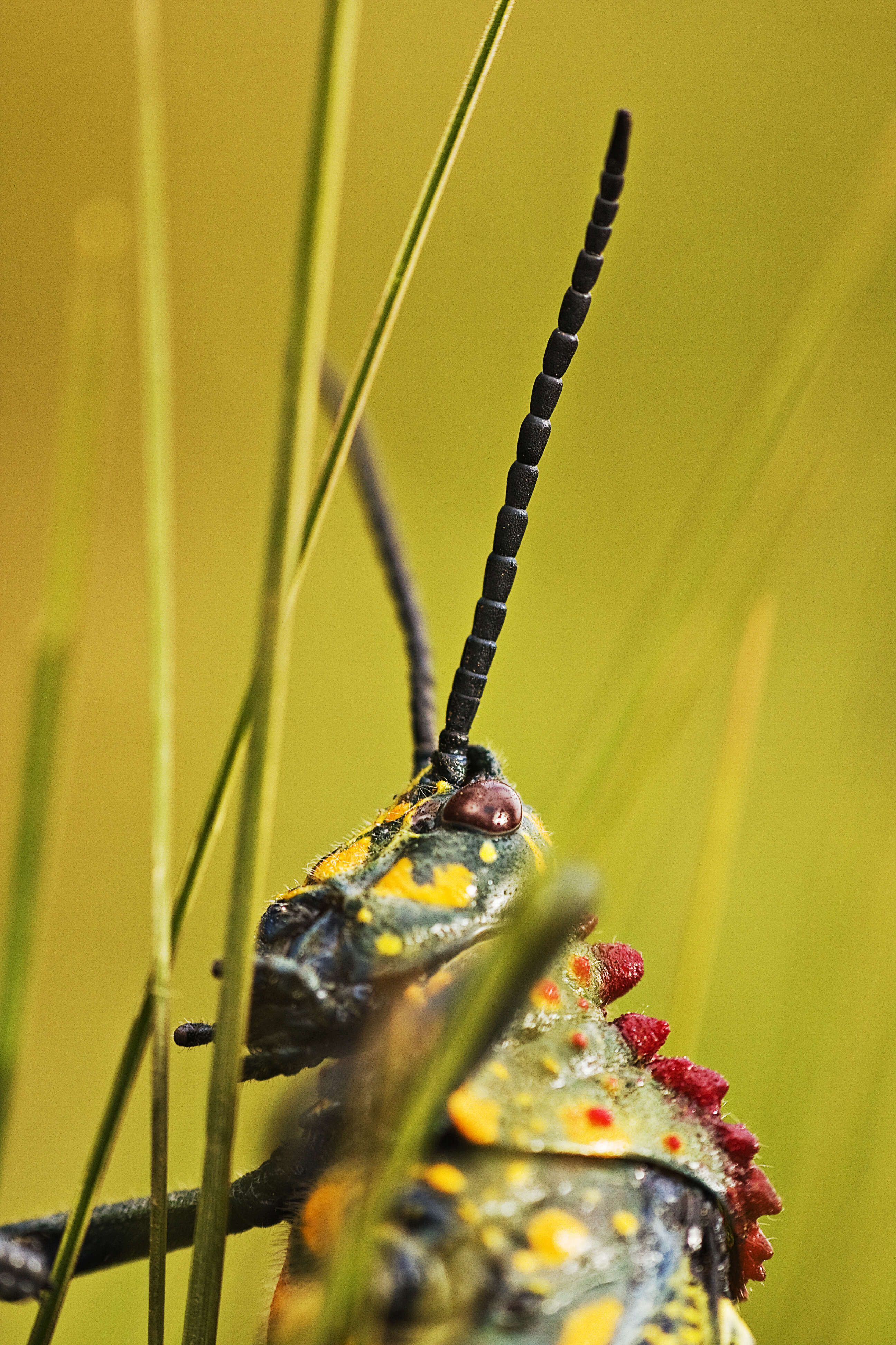 صورة Phymateus (Phymateus) saxosus Coquerel 1861