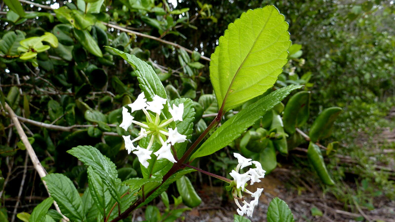 Image of Lantana radula Sw.