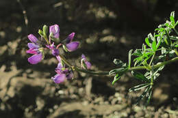 Sivun Lupinus arboreus Sims kuva