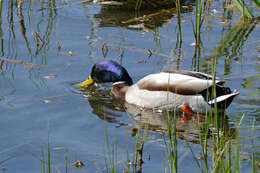 Image of Common Mallard