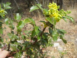 Image de Berberis wilcoxii Kearn.