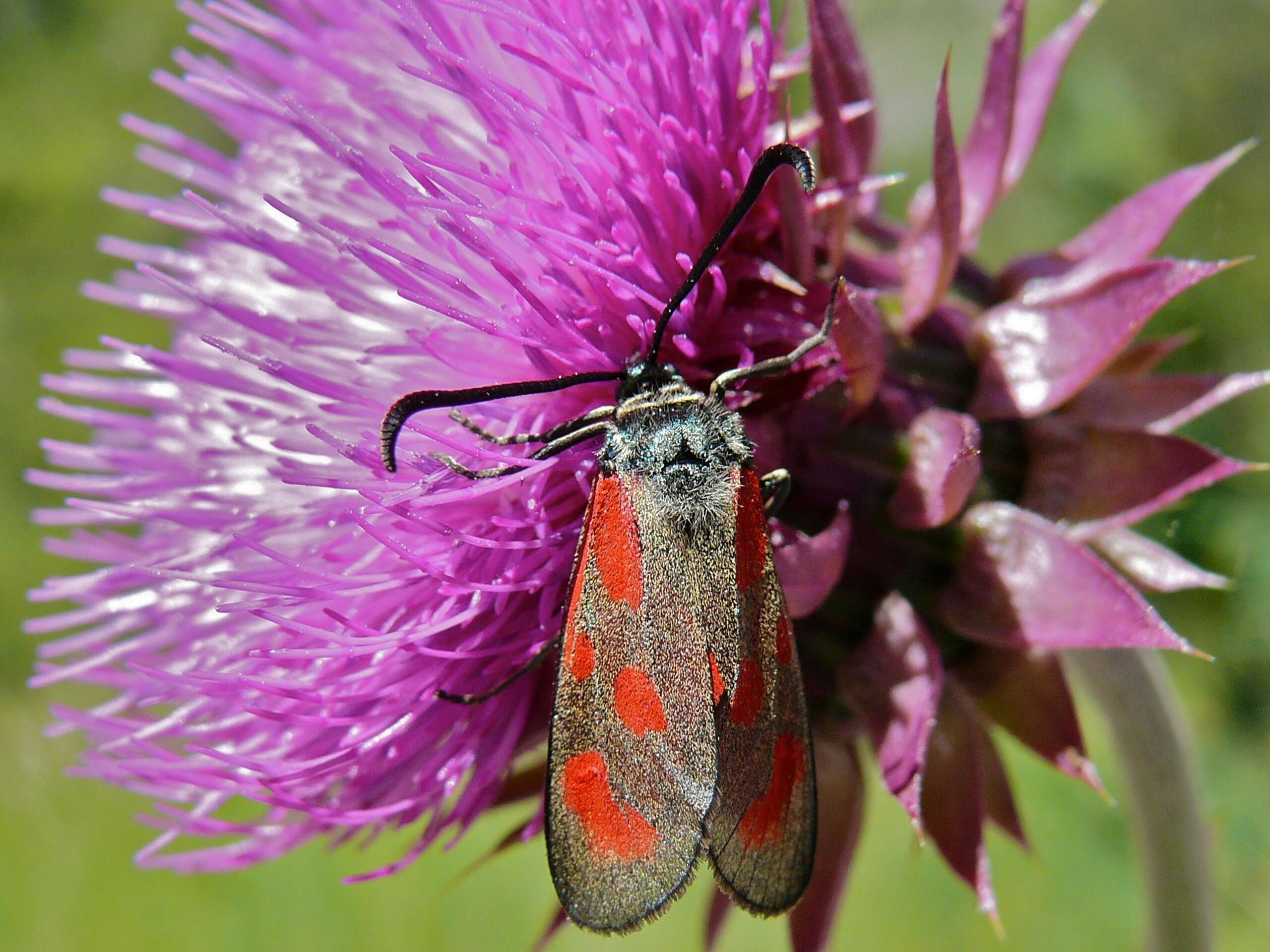 Image of Zygaena