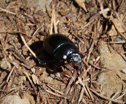 Слика од Anoplotrupes