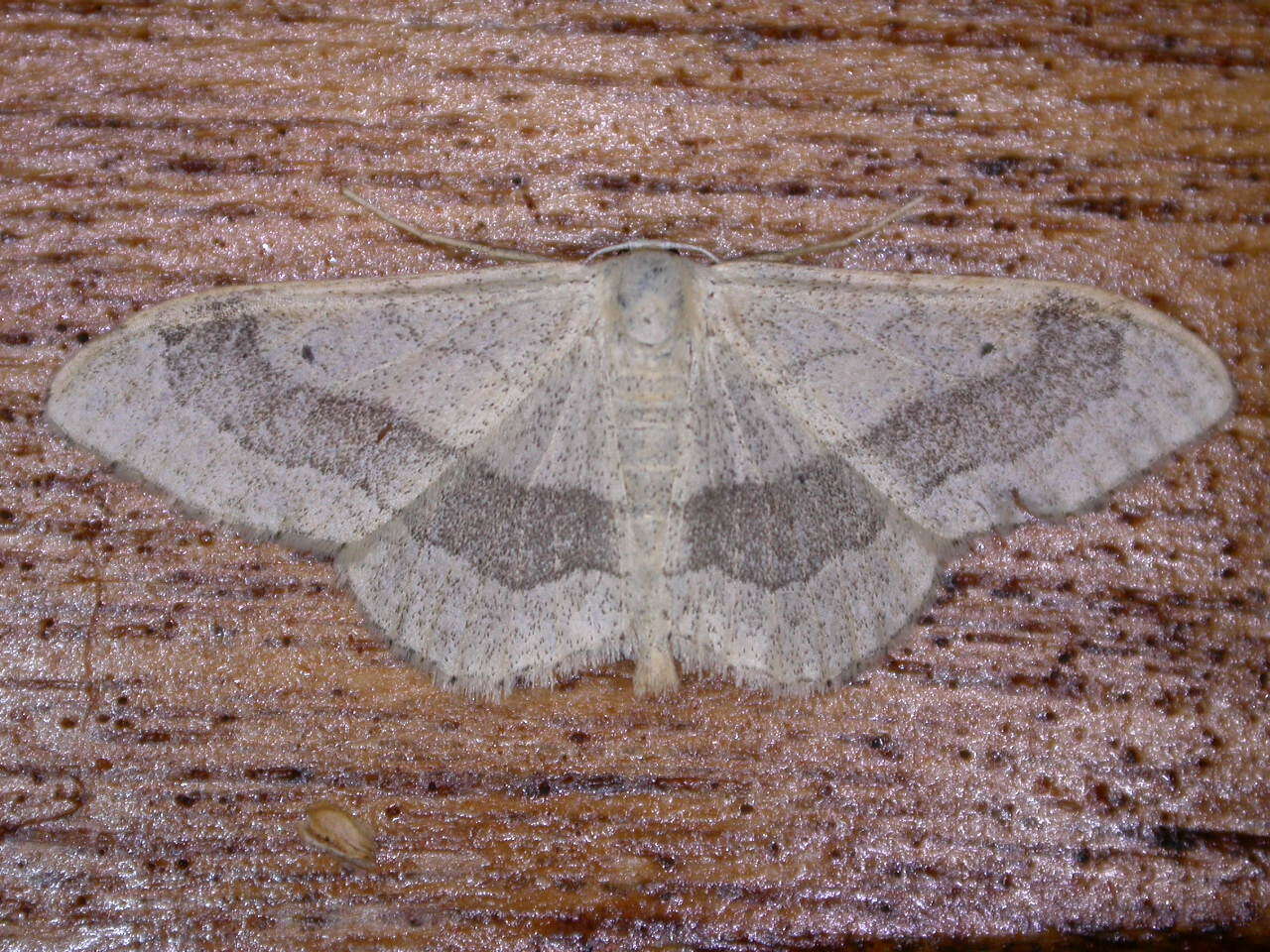 Image of Idaea