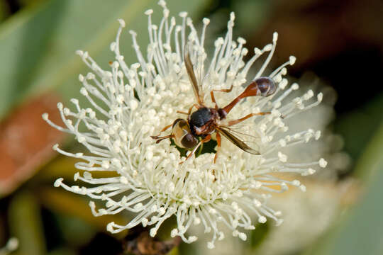 Image of Physocephala australiana Camras 1961