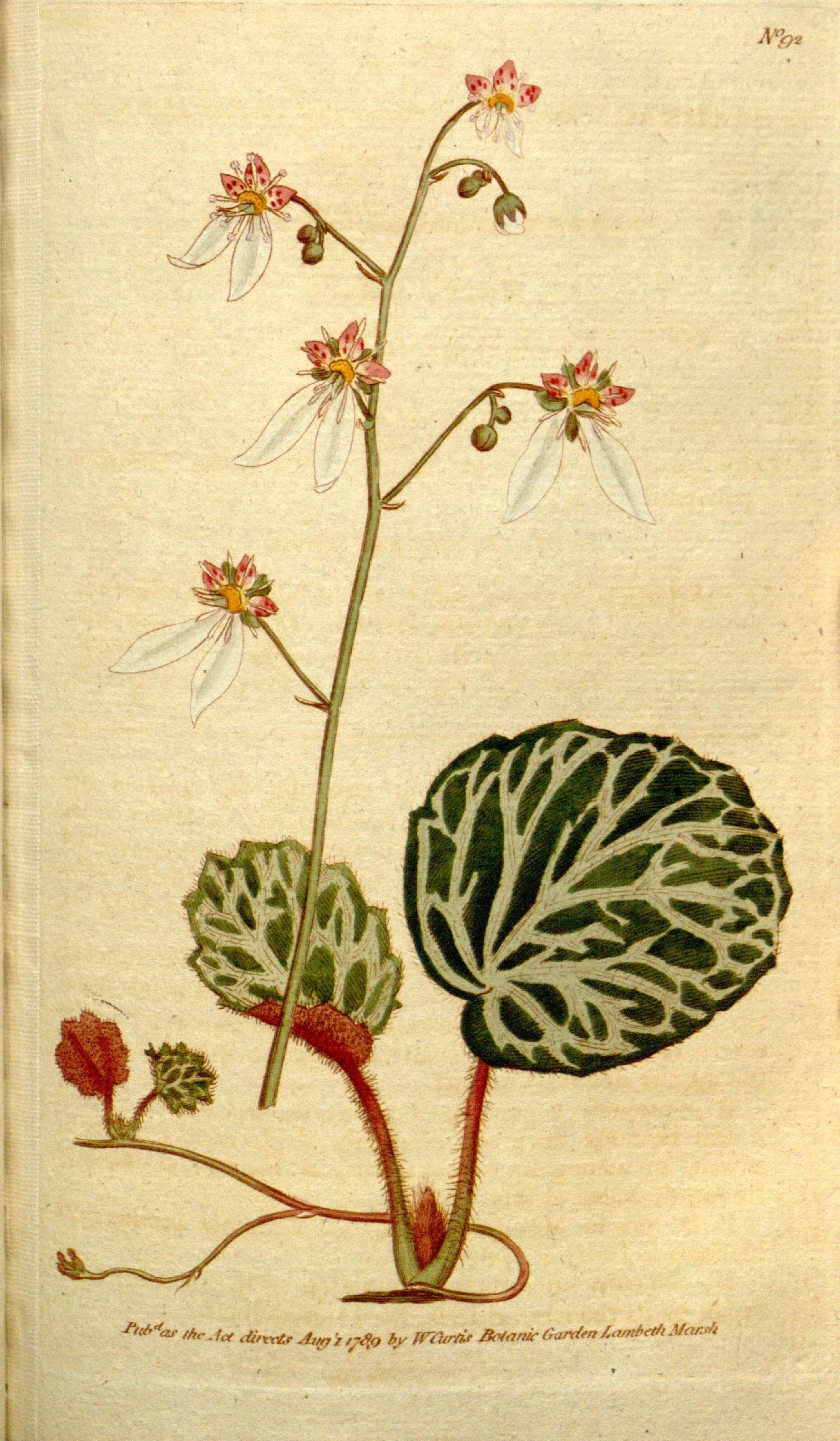 Image of creeping saxifrage