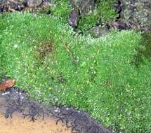 Image of silvergreen bryum moss