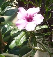 Image of desert rose