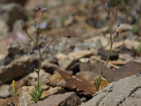 Image of Clokey's gilia