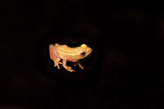 Image of african reed frogs