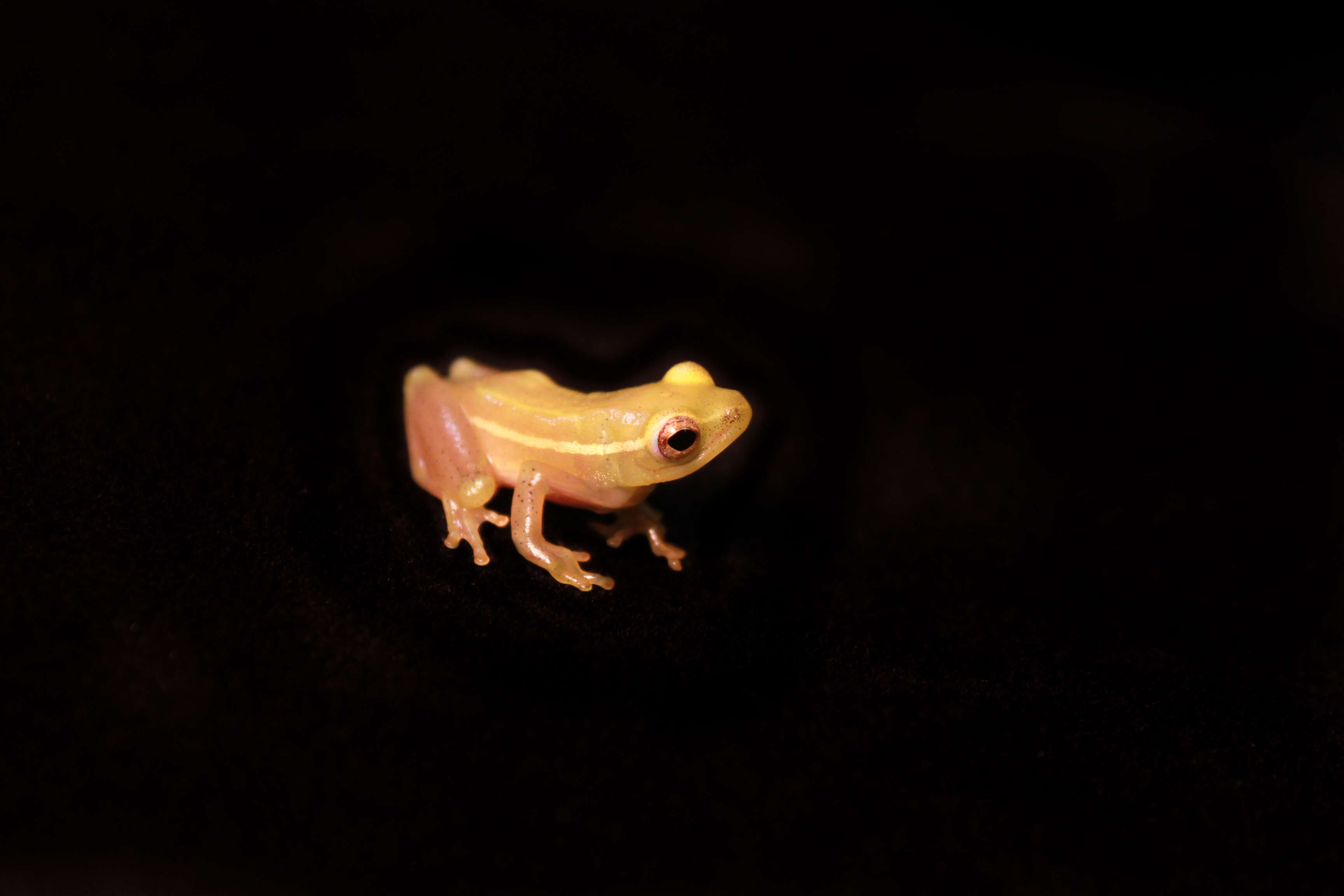 Image of Longnose Reed Frog