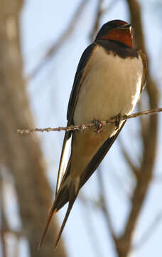 Image of Hirundo Linnaeus 1758