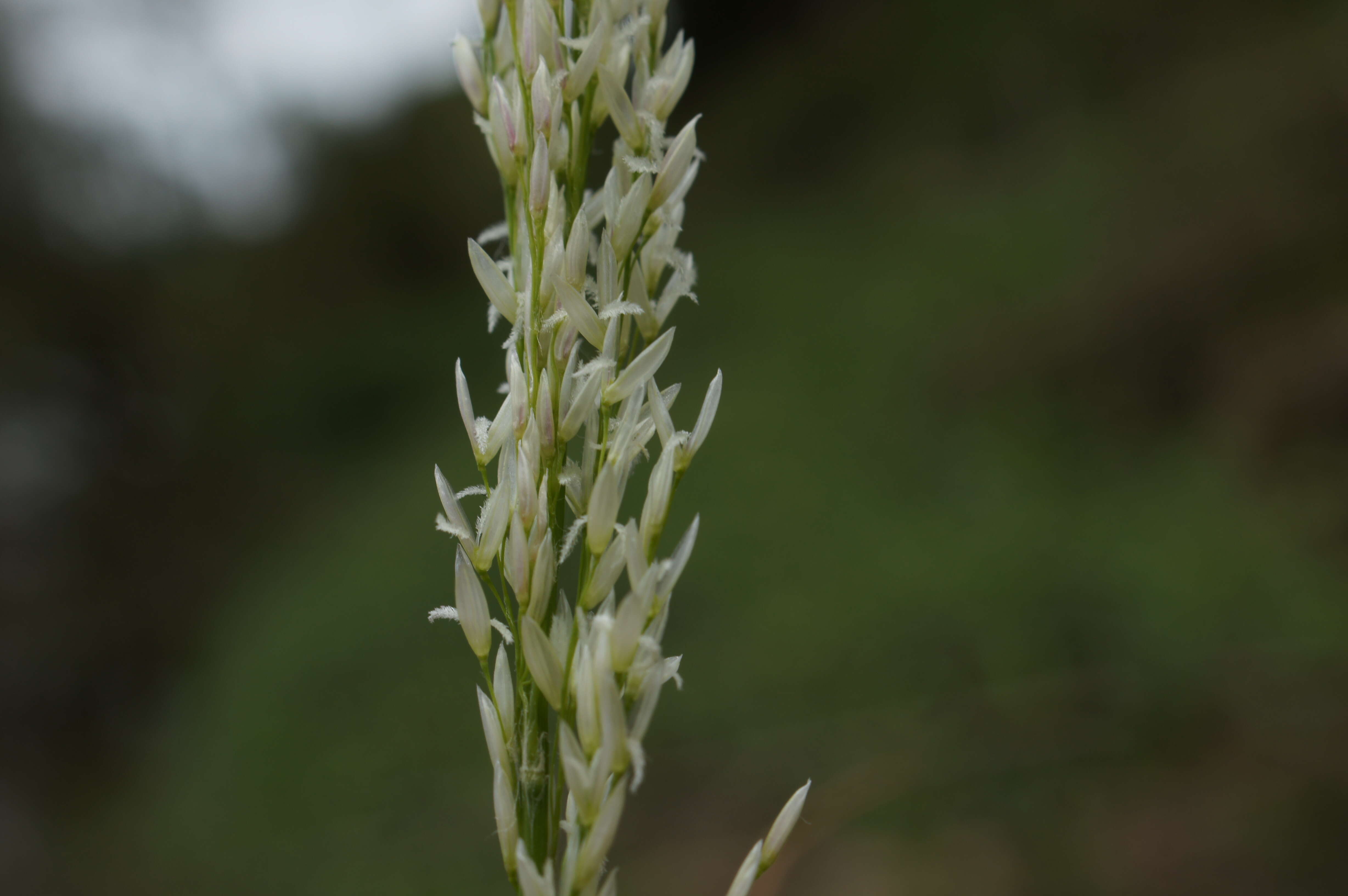 Imagem de Potamophila parviflora R. Br.