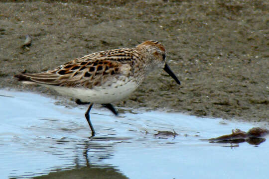 Image of Western Sandpiper