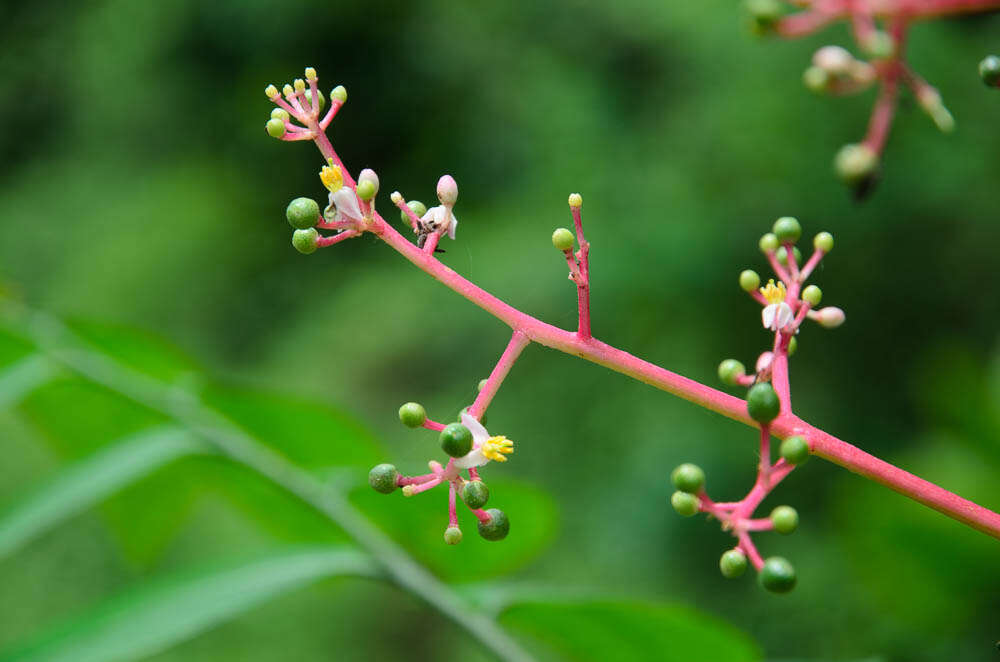 صورة Clausena anisata (Willd.) Hook. fil., De Wild. & Staner