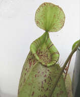 Image of Flask-Shaped Pitcher-Plant