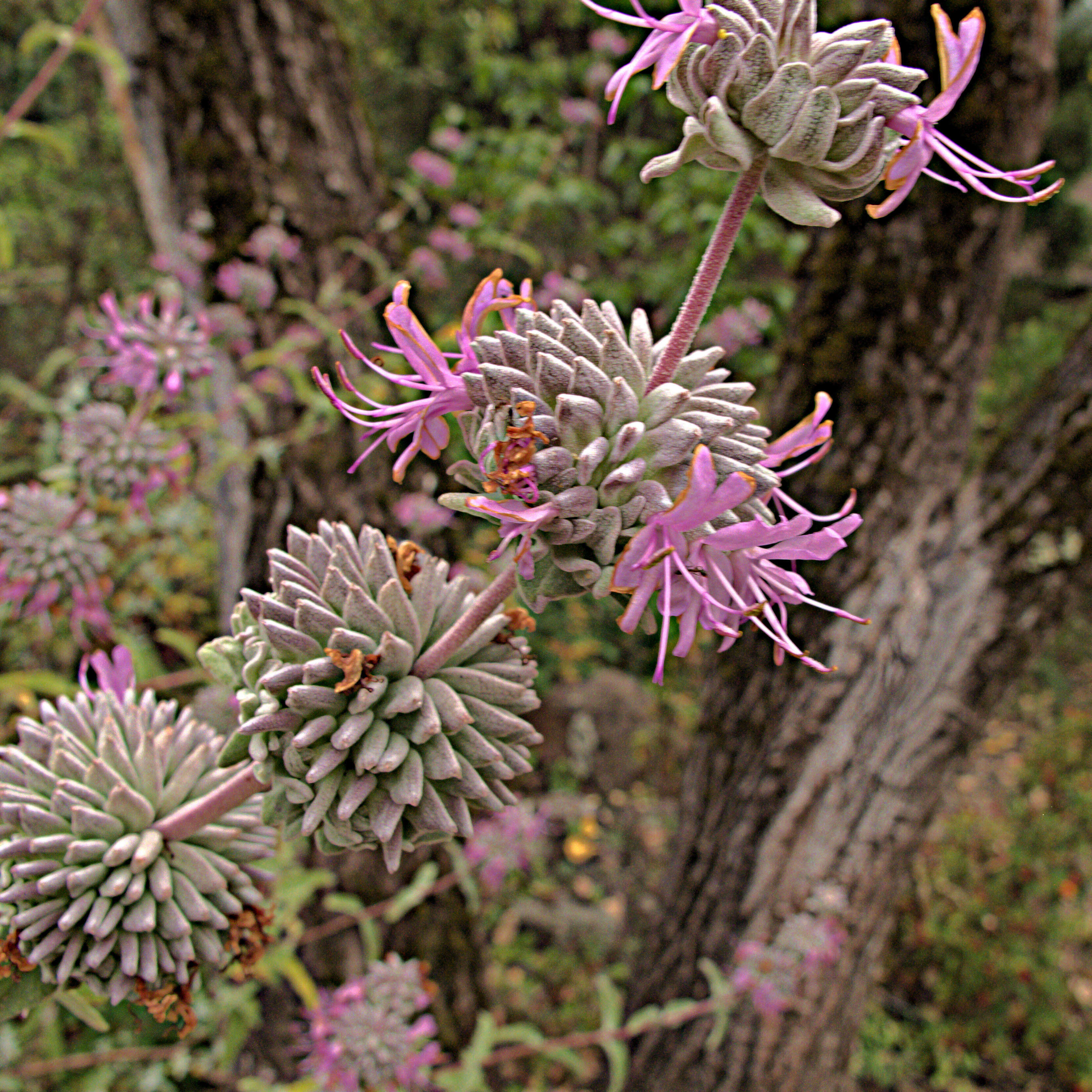 Image de Salvia leucophylla Greene