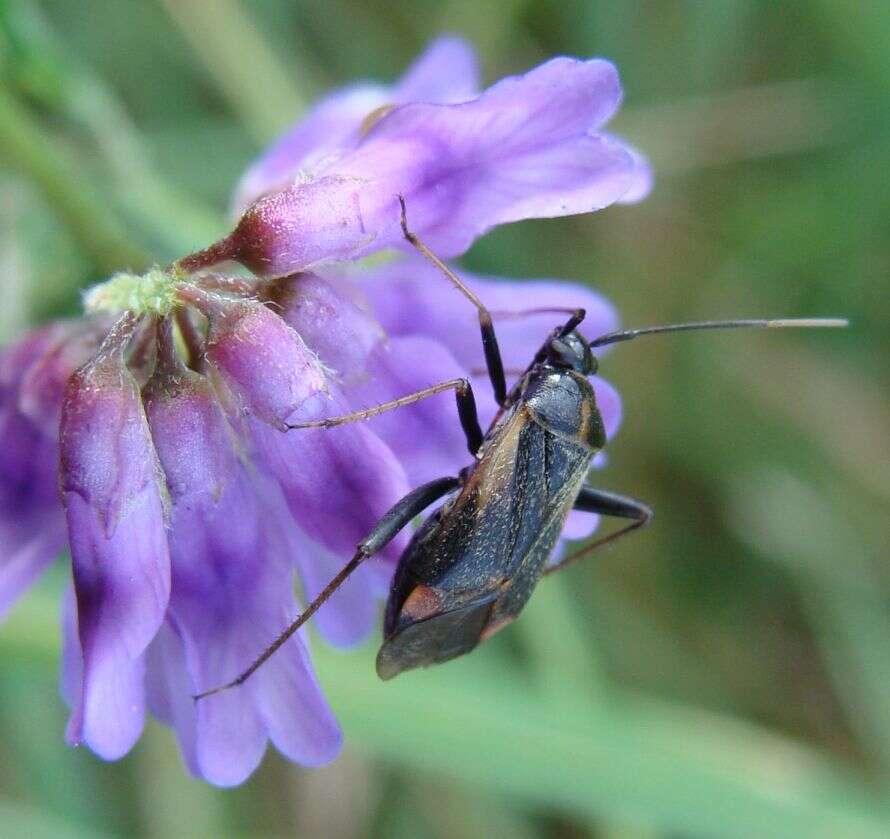 Adelphocoris seticornis (Fabricius 1775)的圖片