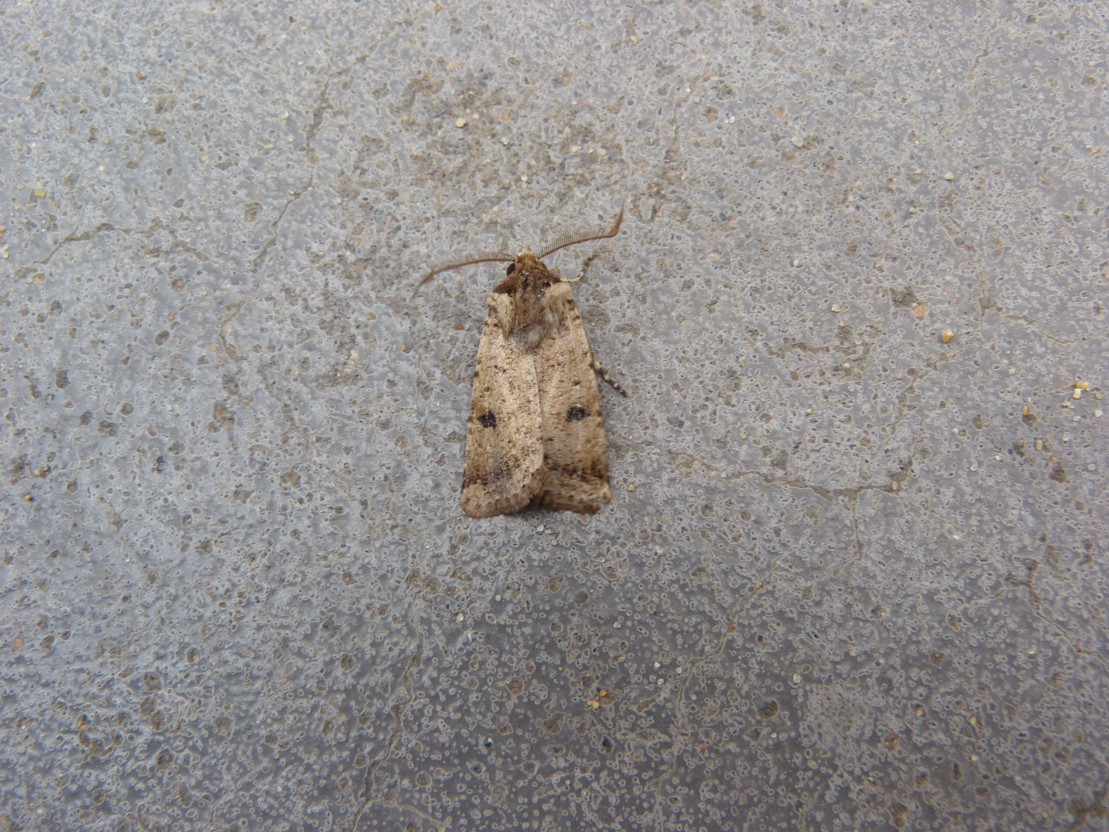 Image of Agrotis porphyricollis Guenée 1852