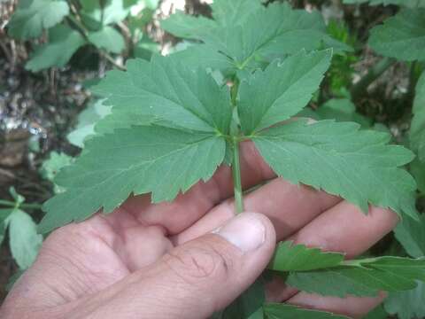 Image of spotted water hemlock