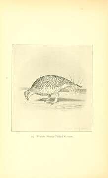 Image of prairie-chickens:  greater prairie-chicken; lesser prairie-chicken