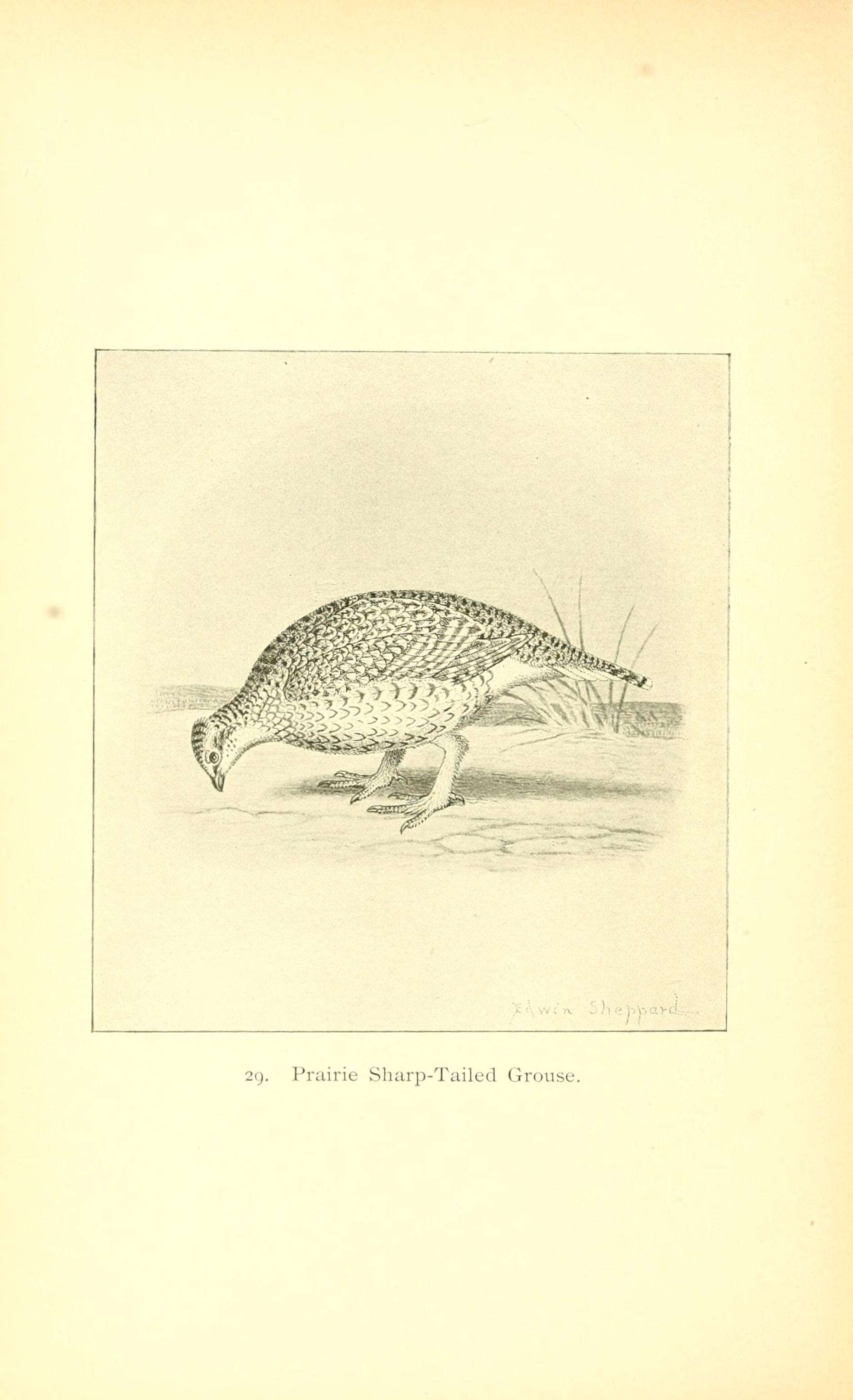 Image of Sharp-tailed Grouse