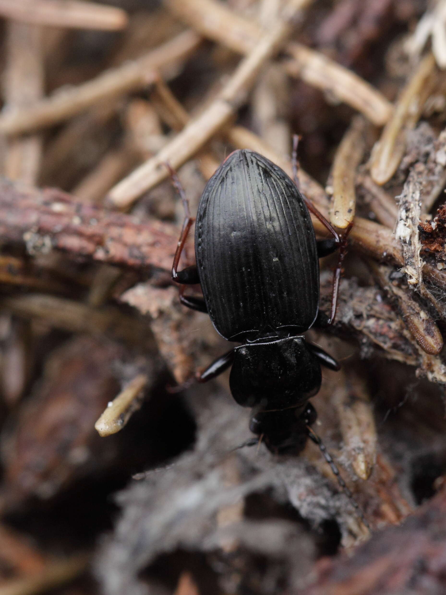 Image of Pterostichus (Bothriopterus) oblongopunctatus (Fabricius 1787)