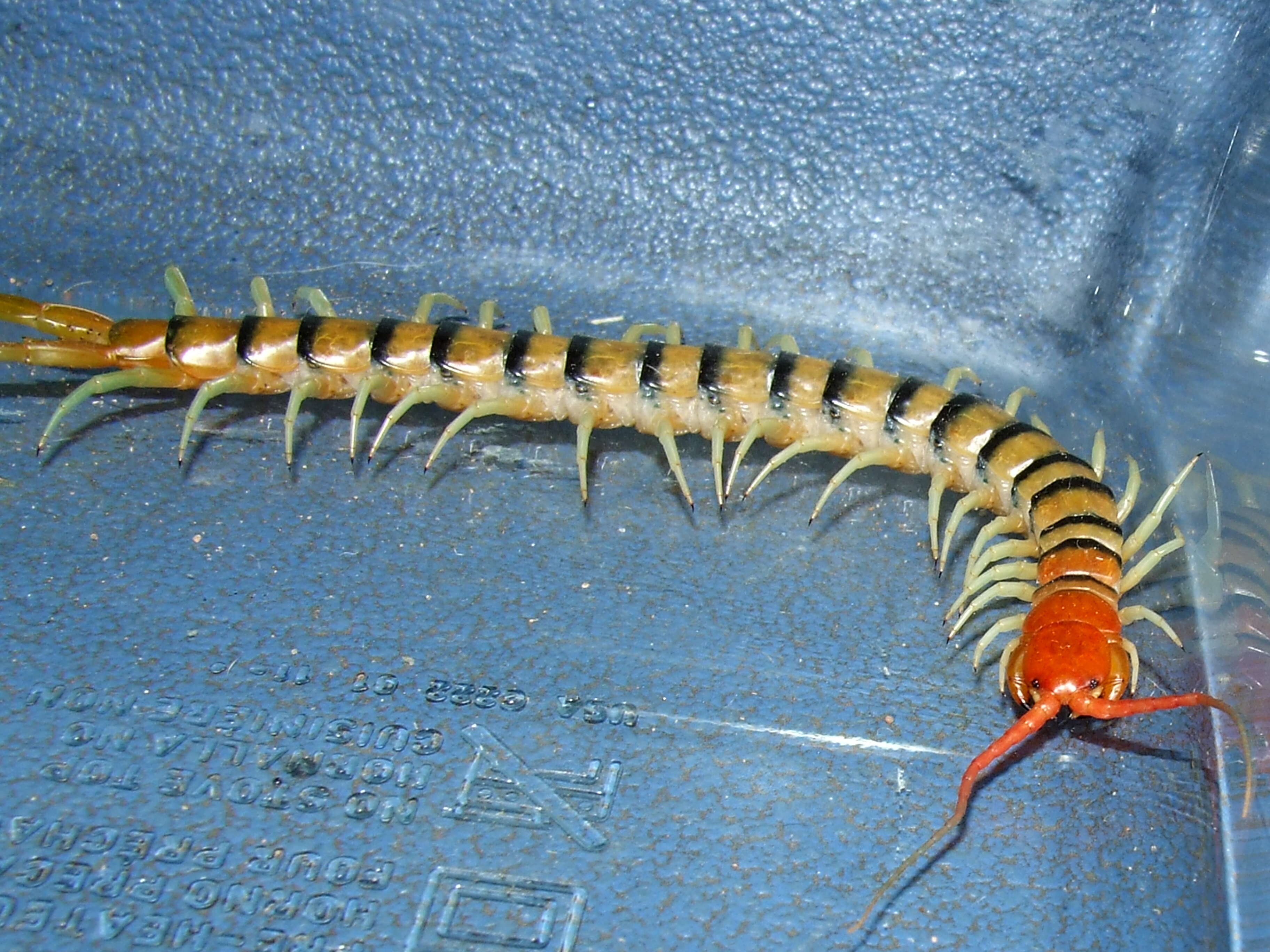 Image of Chilopoda