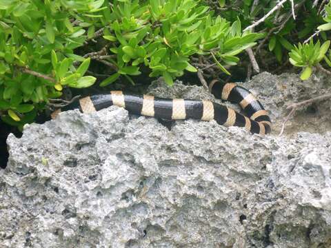 Image of Banded sea krait