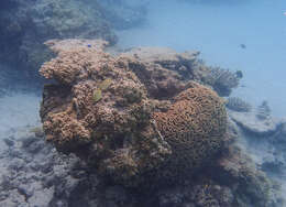 Image of brain coral