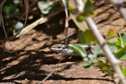 Sivun Trachylepis variegata (Peters 1870) kuva