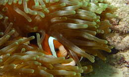 Image of Amphiprion