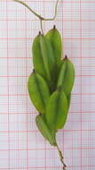 Image of Dioscorea sincorensis R. Knuth