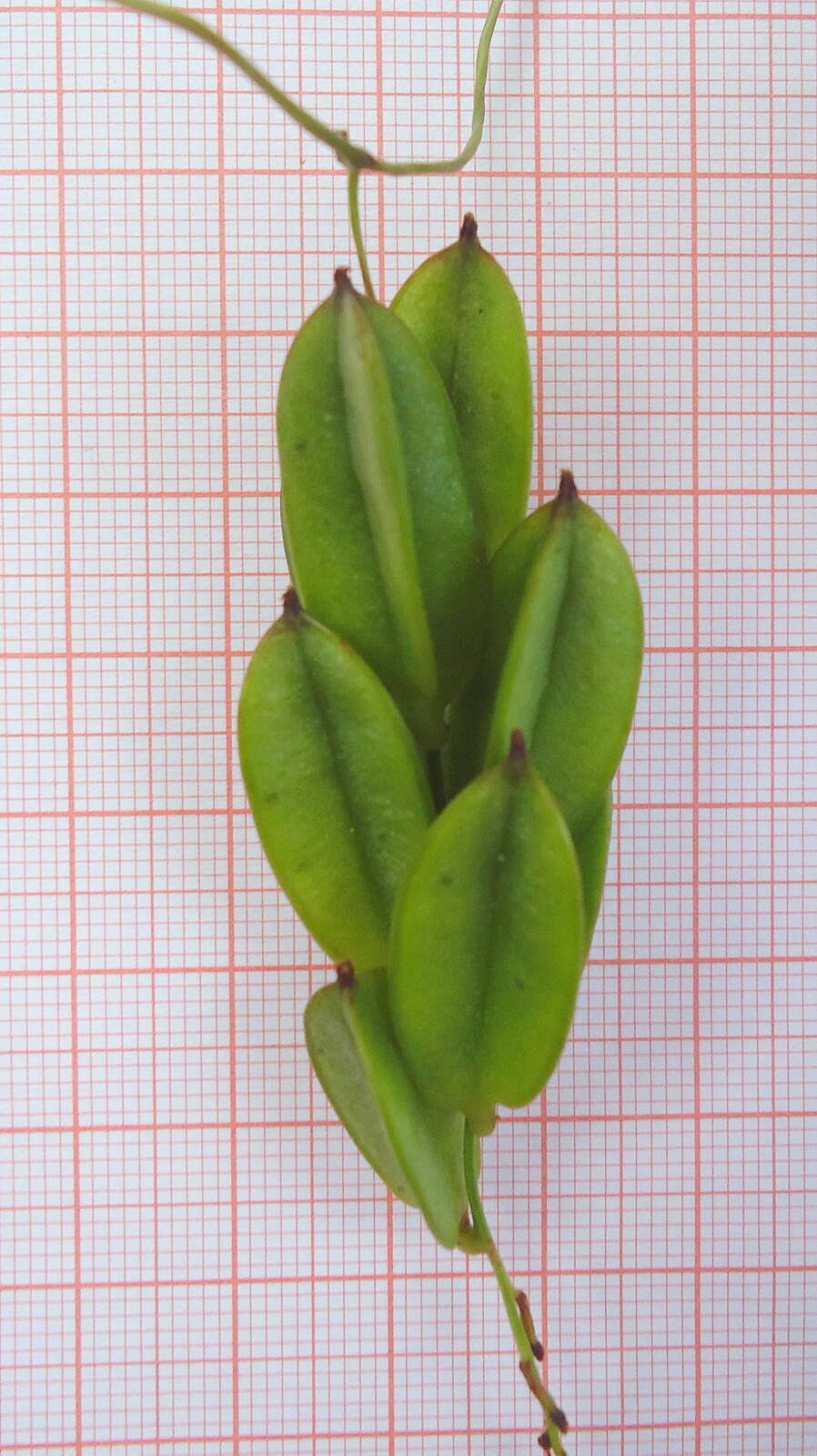 Image of Dioscorea sincorensis R. Knuth